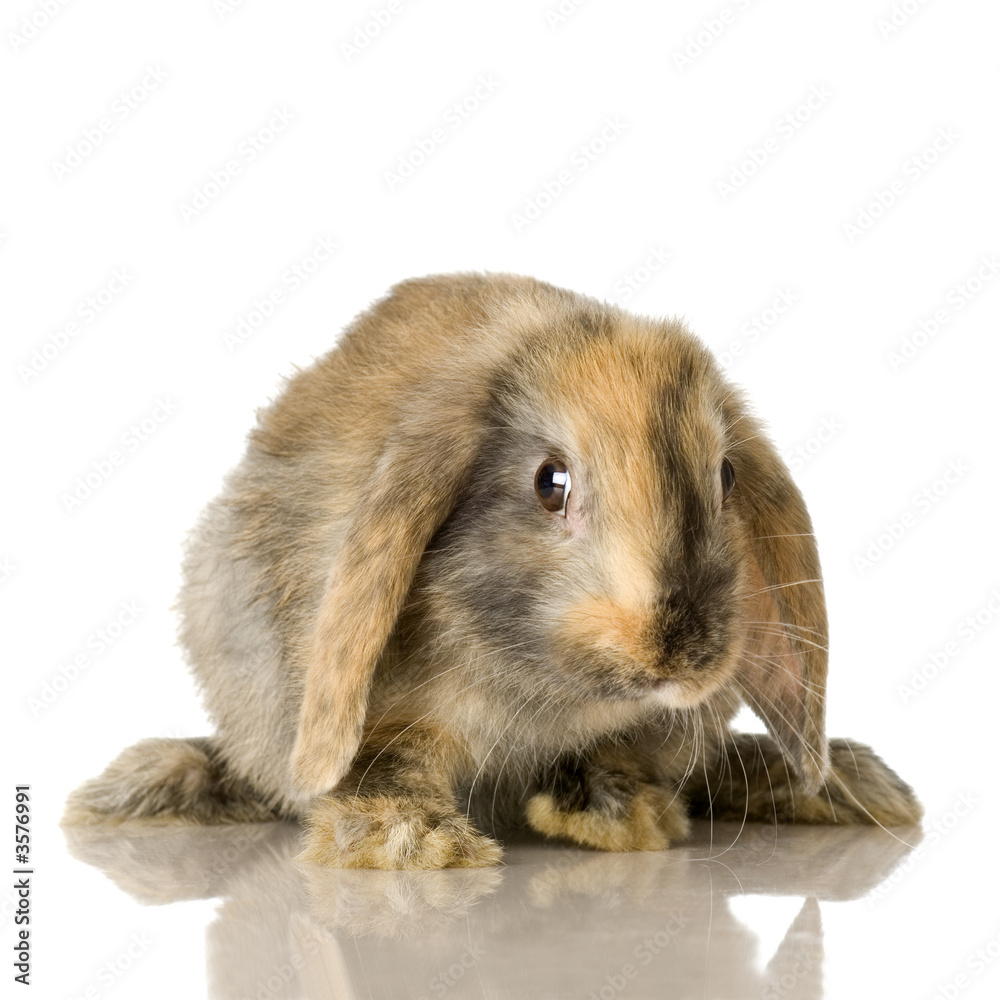 close-up on a Lop Rabbit in front of a white background