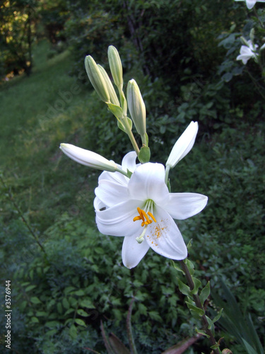 fiore con polline