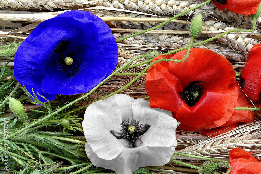 Obraz premium maki w kolorze niebieskim, białym, czerwonym