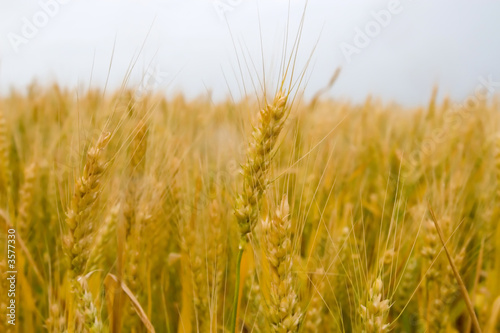 golden wheat field.