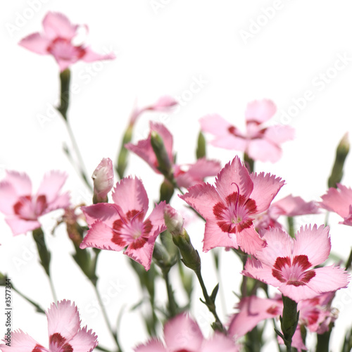pink Flowers against a white background © Eric Isselée