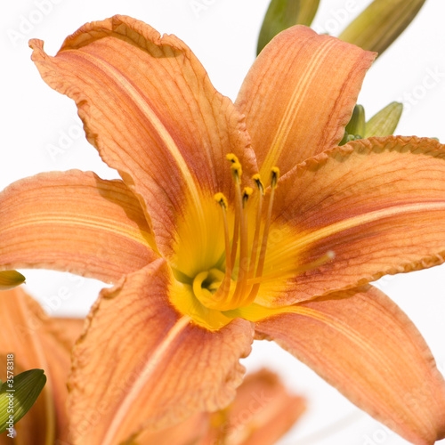 Tiger Lily Close-Up in front of a white background