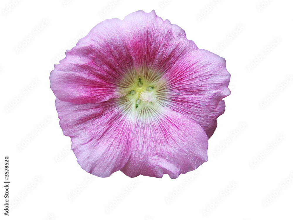 fiore fiore