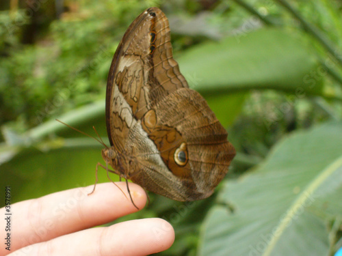 Schmetterling