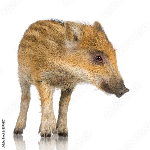 young wild boar in front of a white background