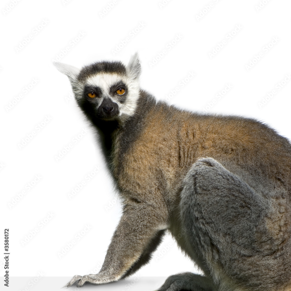 Lemur in front of a white background