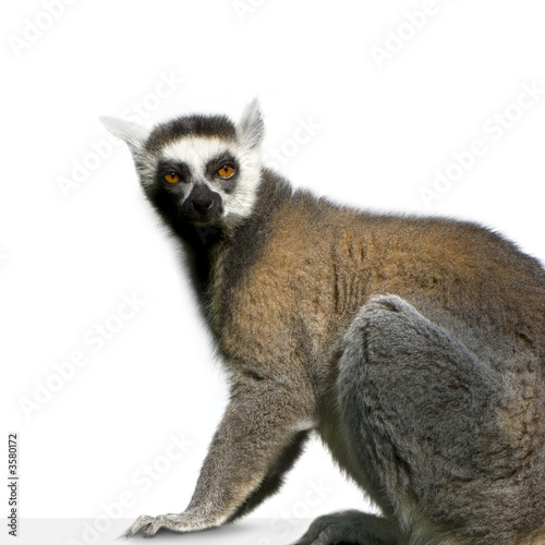 Lemur in front of a white background