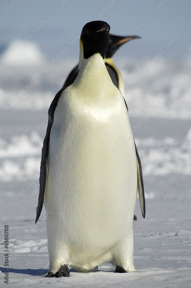 Fototapeta premium Standing penguins
