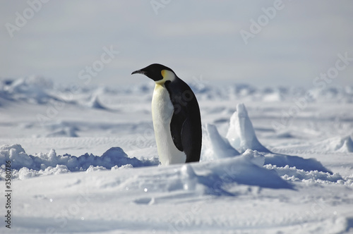 Standing penguin