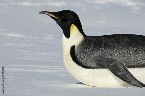 Gliding Antarctic penguin