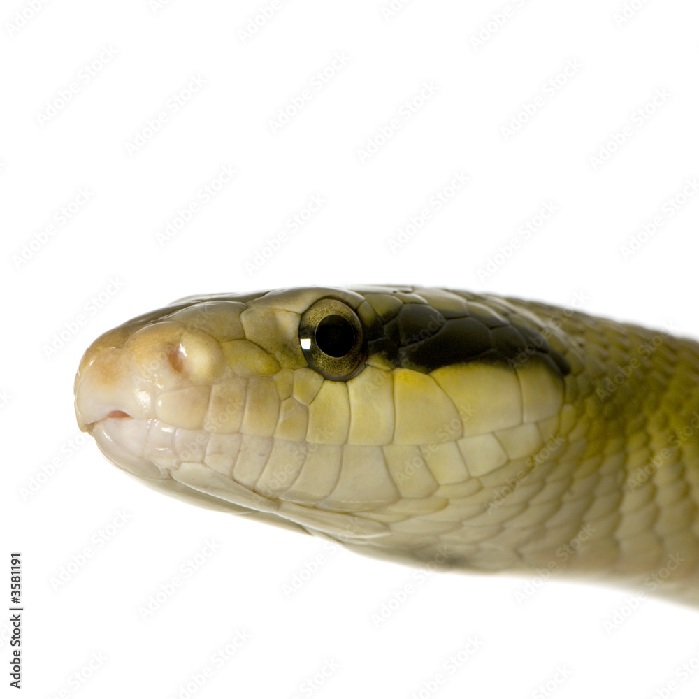 Rat snake in front of a white background Rat snake in front of a white background