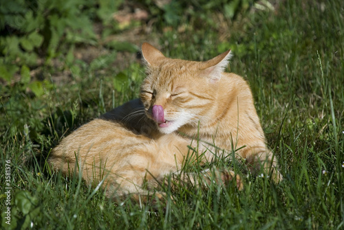 Orange cat