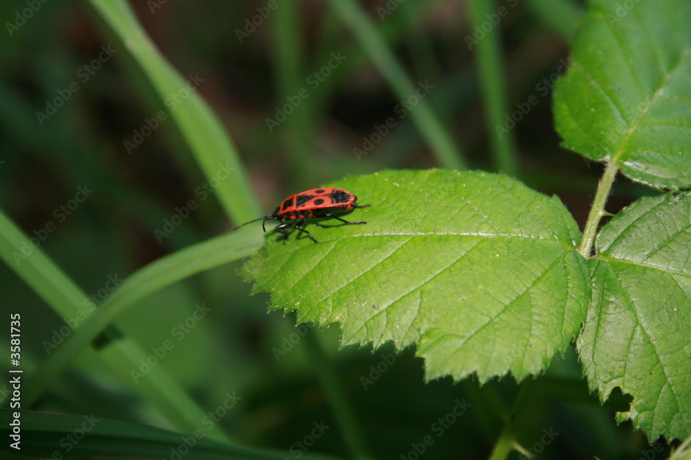 Käfer schwarz-rot Käfer schwarz-rot