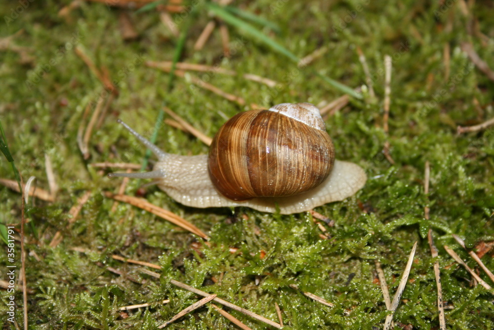 Weinbergschnecke Weinbergschnecke