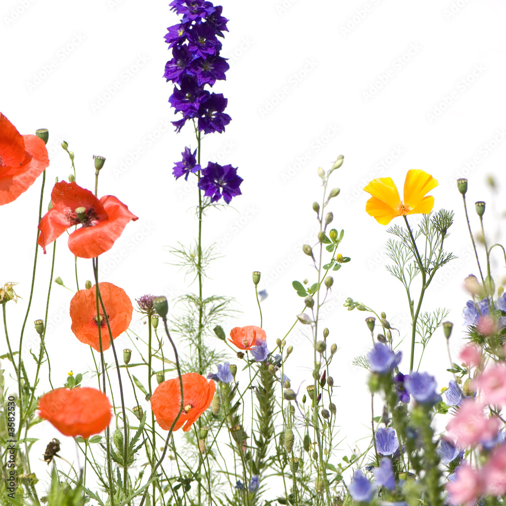 Fototapeta premium Wild flowers against a white background