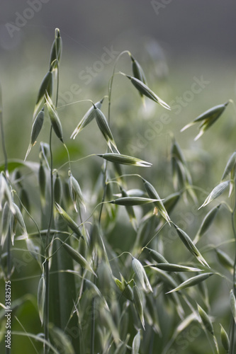 close up of a field of oat