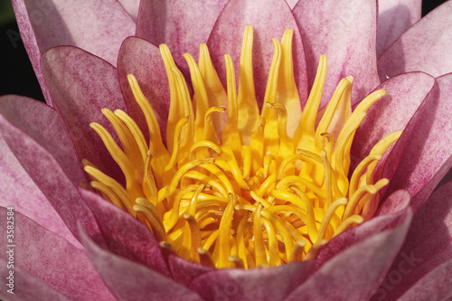close up of pink water lily or lotus