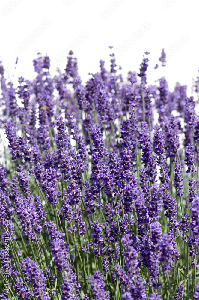 Naklejka premium lavender against a white background