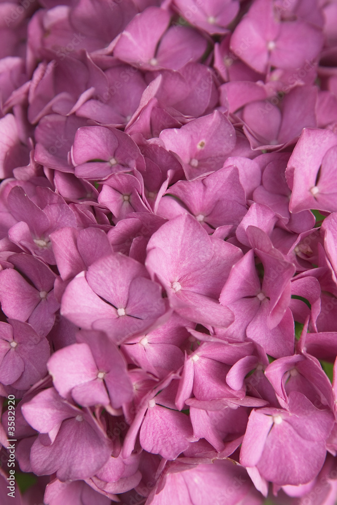 close up of a pink hydrangea or hortensia