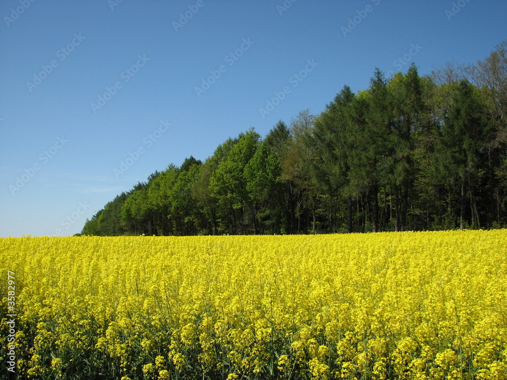 Obraz premium waldrand