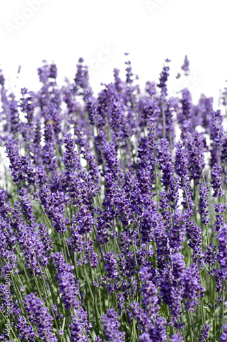 lavender against a white background