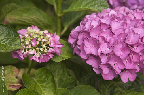 pink hortensia plant with buds and flowers