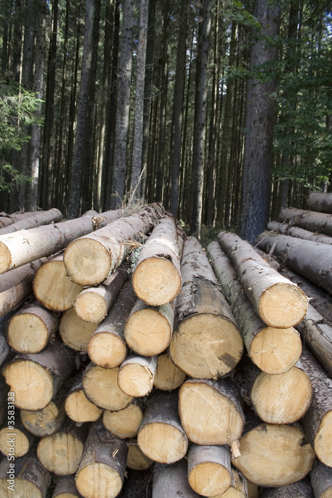 Round timbers ready to go to the factory