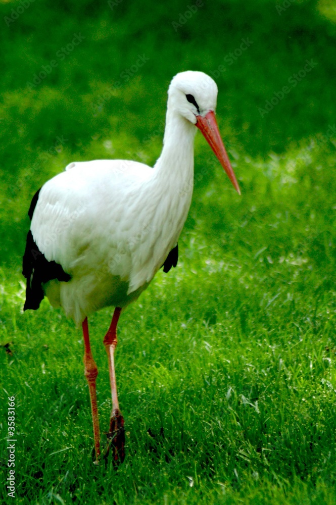 Fototapeta premium Cigüeña Andando