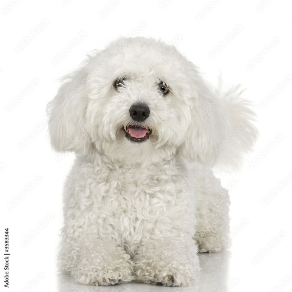 maltese dog in front of white background