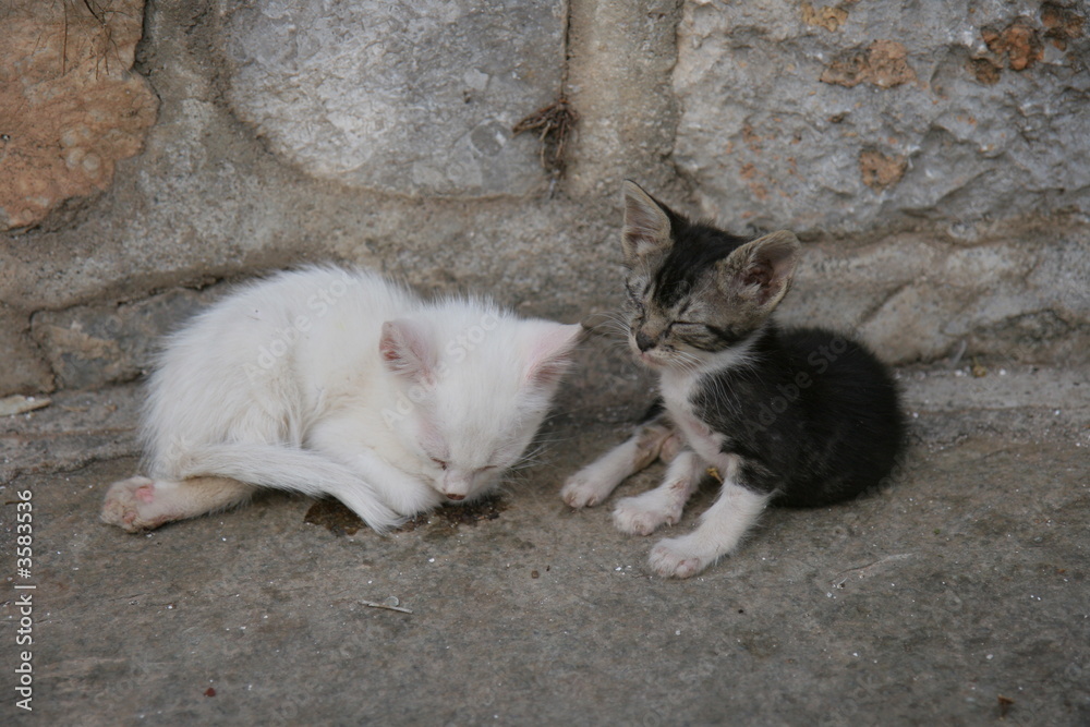 Junge Katzen