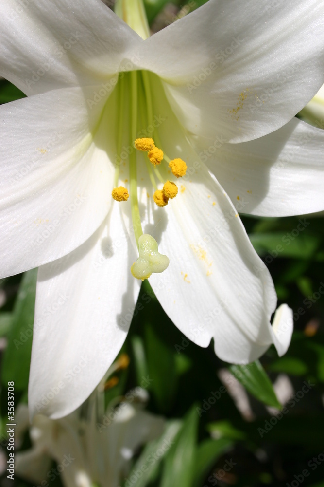 Obraz premium Morgan_lily2_070107