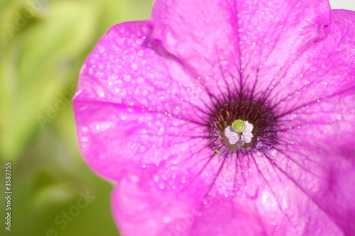 Pink Petunia 3