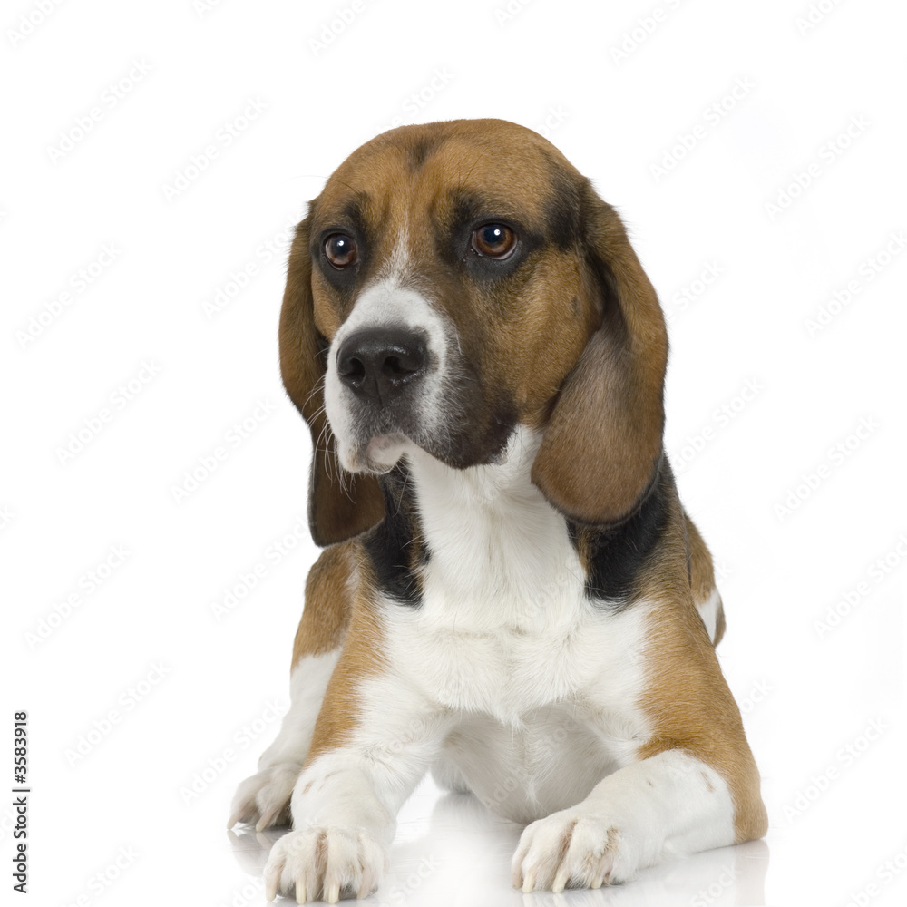 Beagle in front of white background.