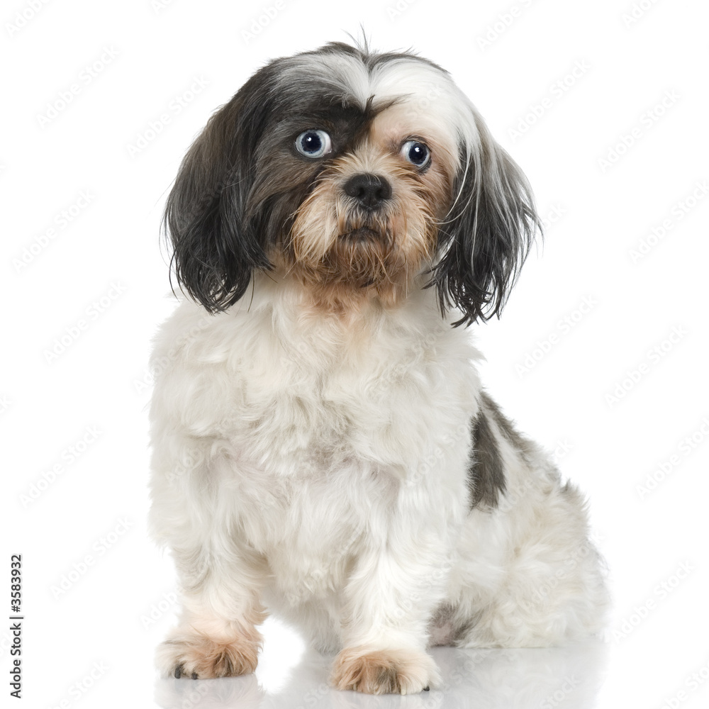 Shih Tzu in front of white background and facing the camera