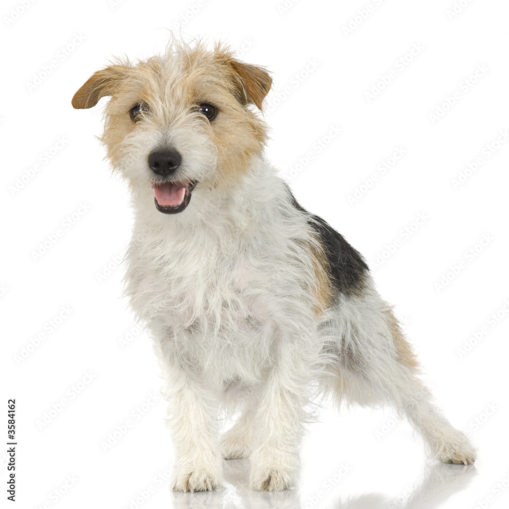 Jack russell long haired in front of a white background