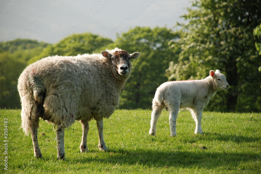 Sheep and Spring Lamb in a field Sheep and Spring Lamb in a field