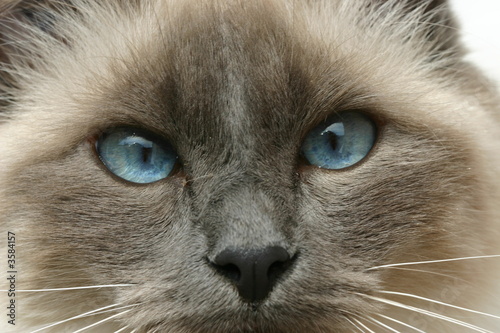 Yeux de birman