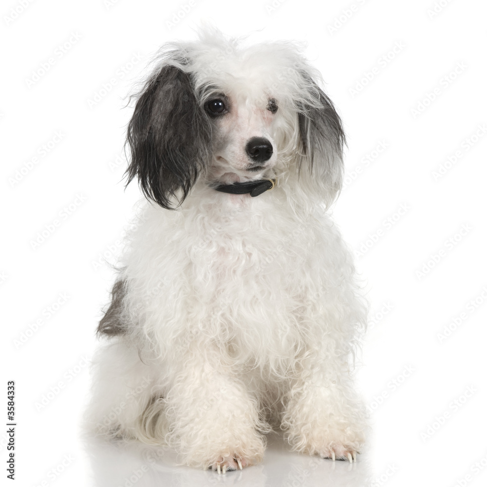 chinese crested dog in front of a white background chinese crested dog in front of a white background