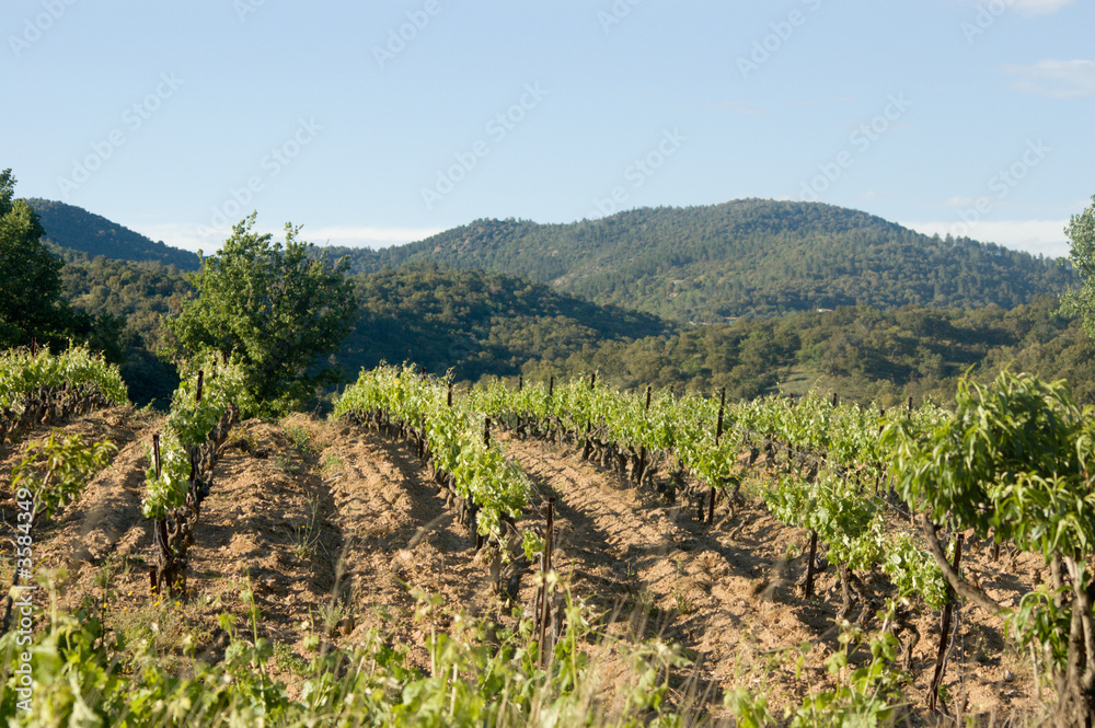 Fototapeta premium Vignobles
