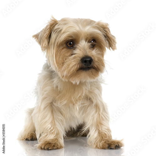 Yorkshire Terrier in front of a white background