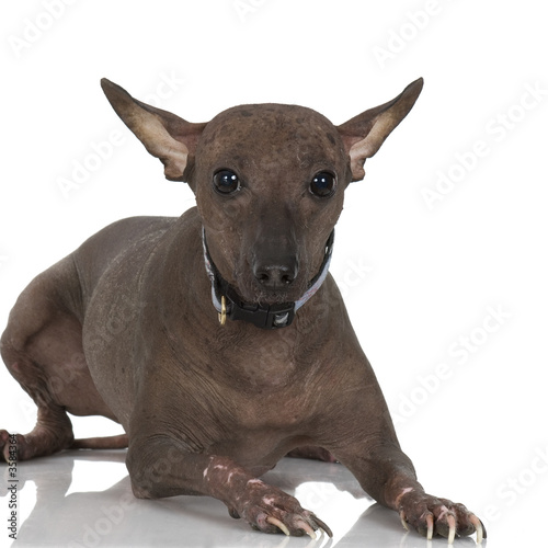Peruvian Hairless dog in front of a white background