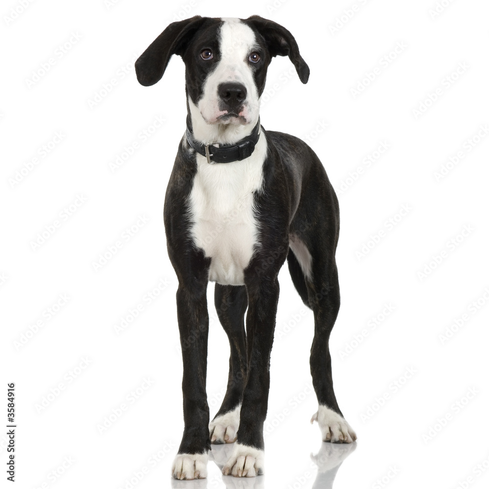 puppy American Staffordshire terrier crossing