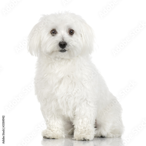 Cute Adult maltese dog in front of a white background