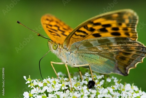 A quick snack of butterfly - Issoria lathonia L. photo