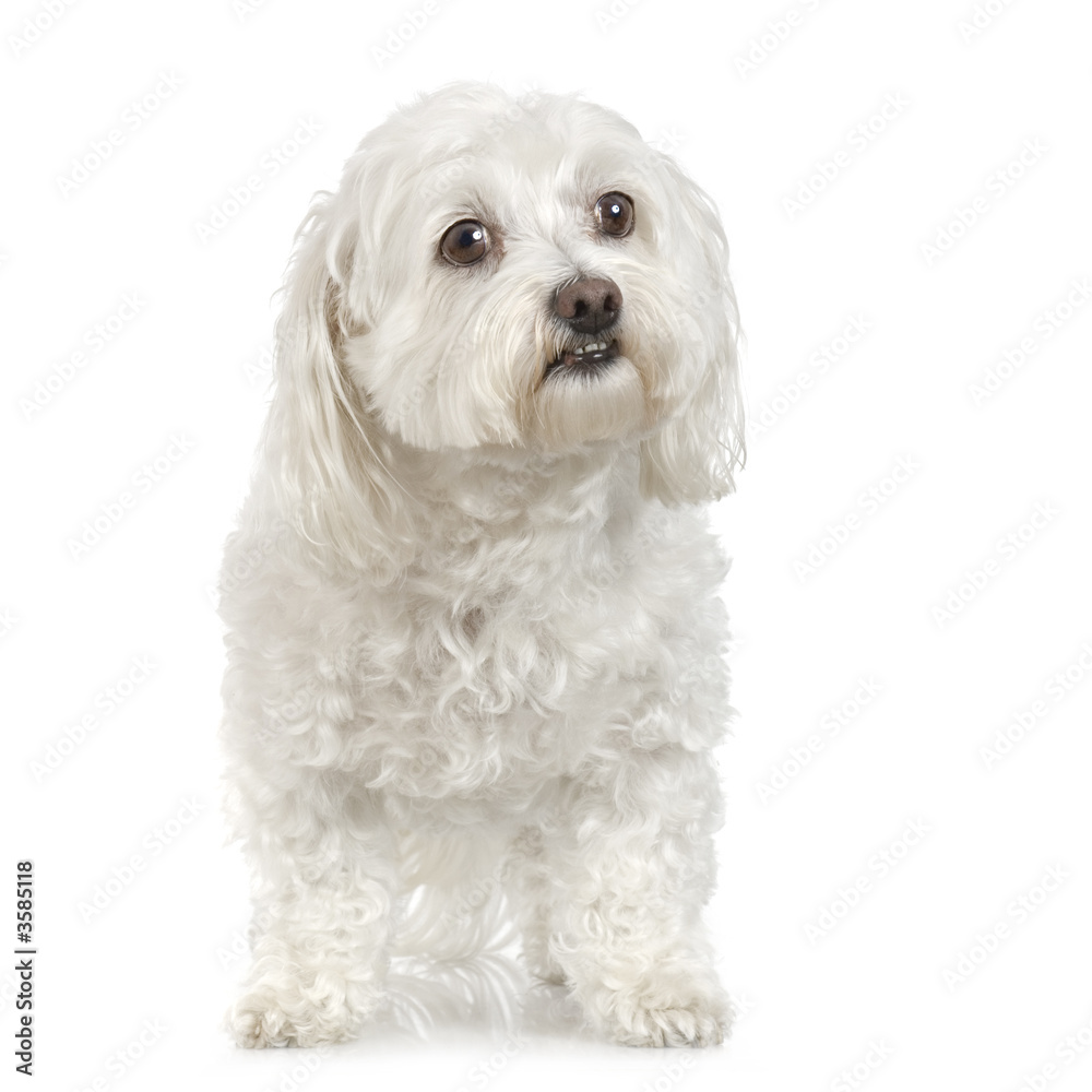 old maltese dog sitting in front of white a background