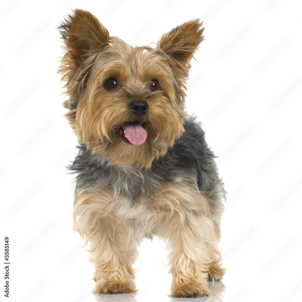 Adult Yorkshire Terrier in front of a white background