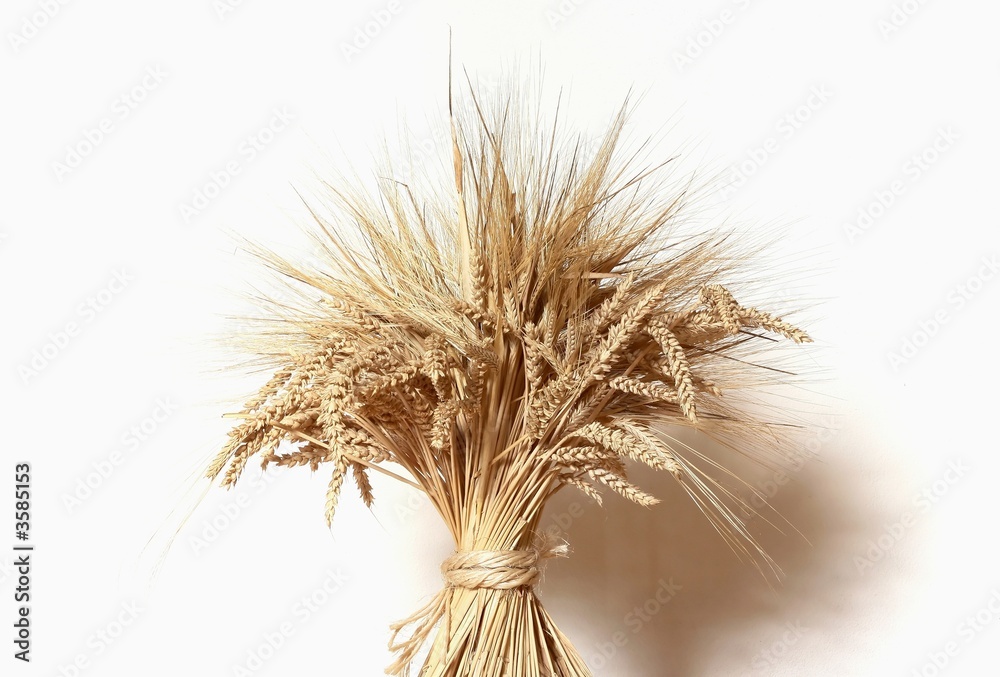 Obraz premium Gold wheat on white background