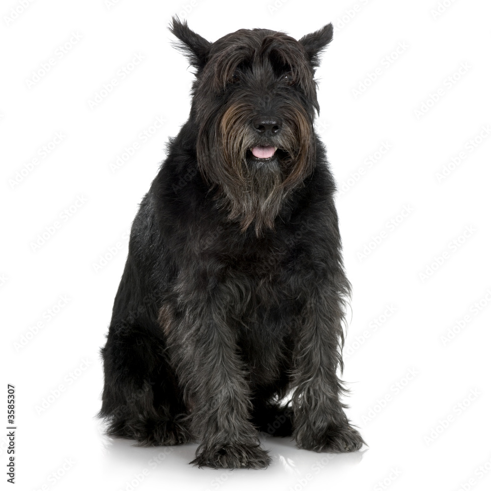 Old Giant Schnauzer in front of a white background Stock Photo | Adobe Stock Old Giant Schnauzer In Front Of A White Background Stock Photo | Adobe Stock