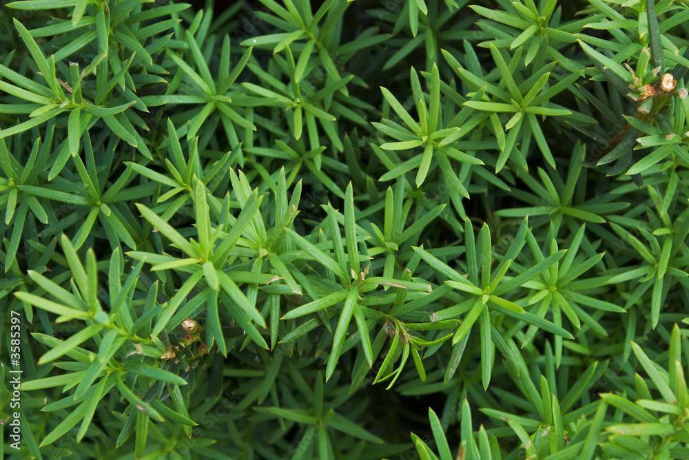 green juniper needles texture