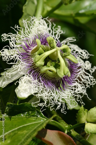 Fleur de fruit de la passion